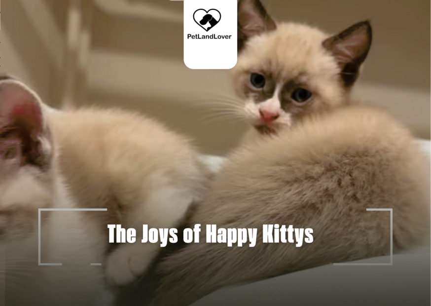 The Joys of Happy Kittys