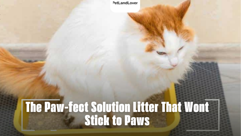 The Paw-fect Solution Litter That Wont Stick to Paws