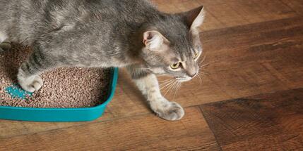 The Paw-fect Solution Litter That Wont Stick to Paws