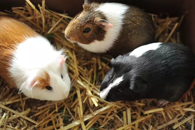 The Role of Vision in Guinea Pig Behavior