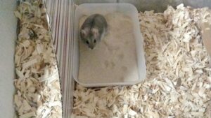 Understanding Hamster Litter Boxes