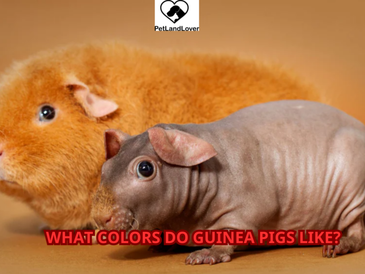 What Colors Do Guinea Pigs Like?