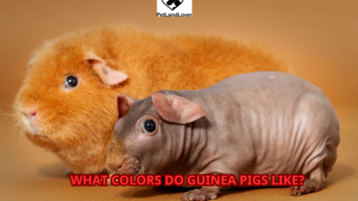 What Colors Do Guinea Pigs Like?