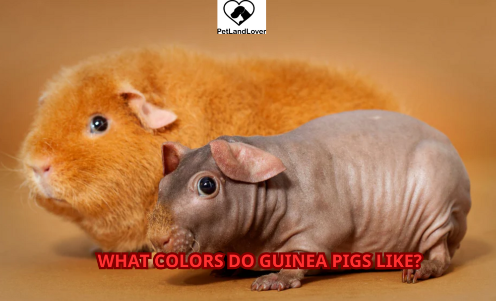 What Colors Do Guinea Pigs Like?