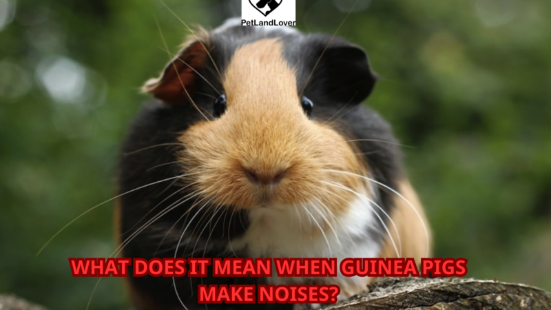 What does it mean when guinea pigs make noises?