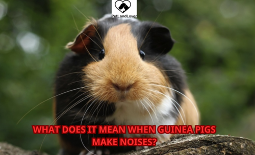 What does it mean when guinea pigs make noises?