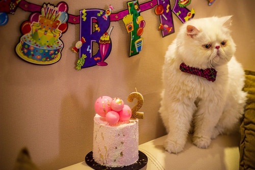 What to Do for a Cats Birthday?