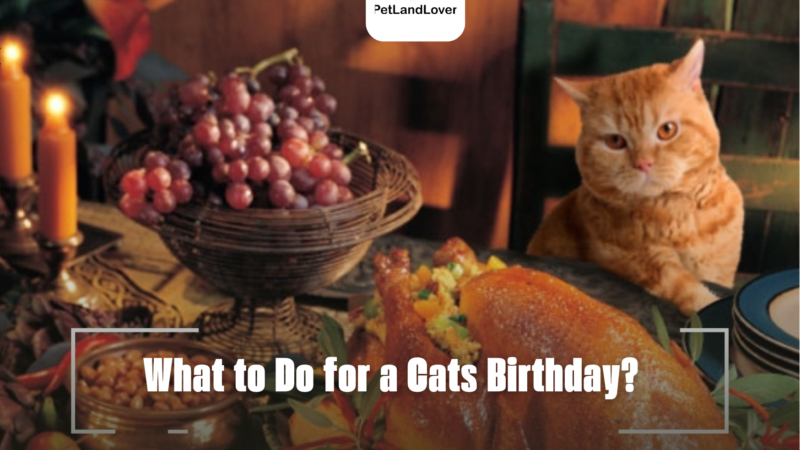 What to Do for a Cats Birthday?