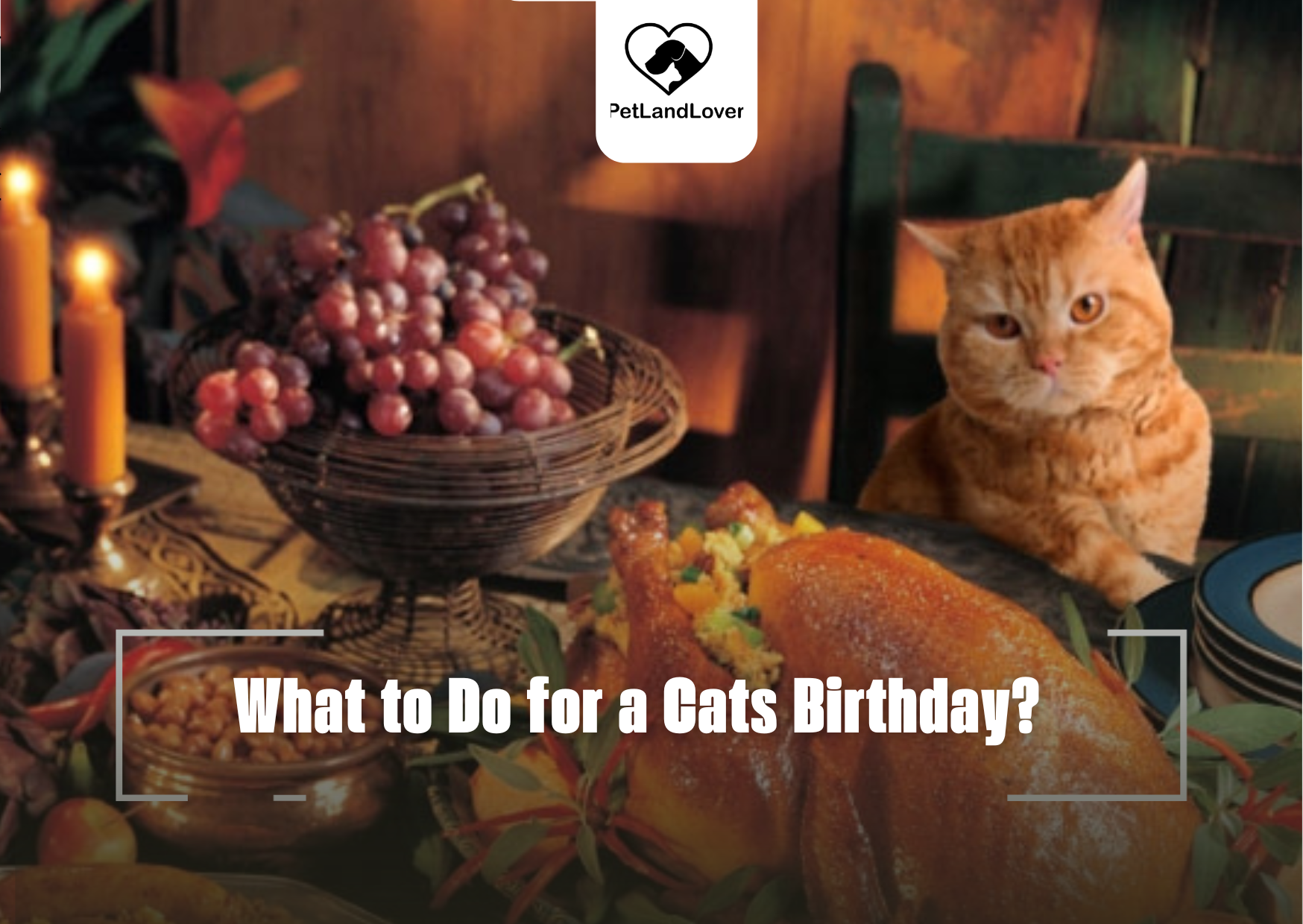 What to Do for a Cats Birthday?