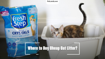 Where to Buy Cheap Cat Litter?