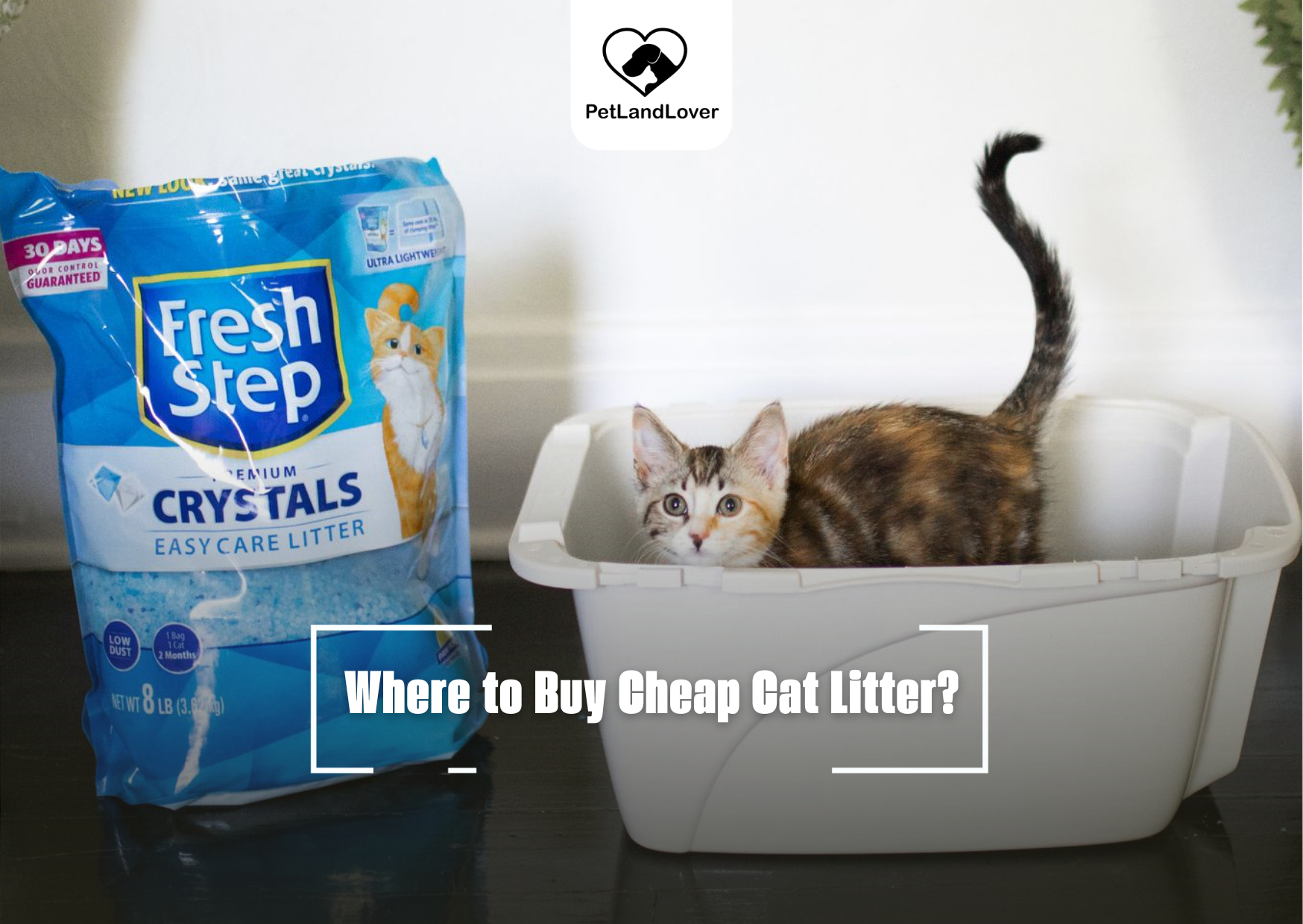 Where to Buy Cheap Cat Litter?