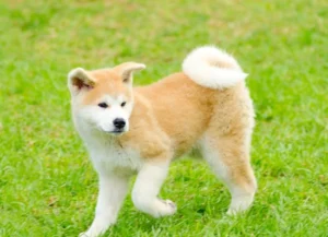 akita dog