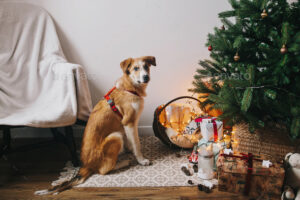 Are Christmas Trees Toxic to Dogs