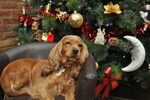 Are Christmas Trees Toxic to Dogs