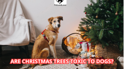 Are Christmas Trees Toxic to Dogs?