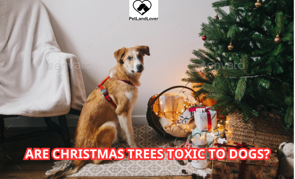 Are Christmas Trees Toxic to Dogs?