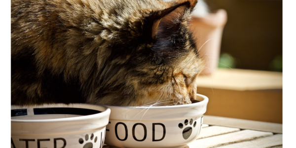 are freeze dried treats good for cats