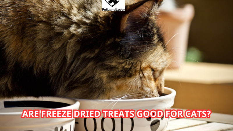 Are Freeze Dried Treats Good for Cats?