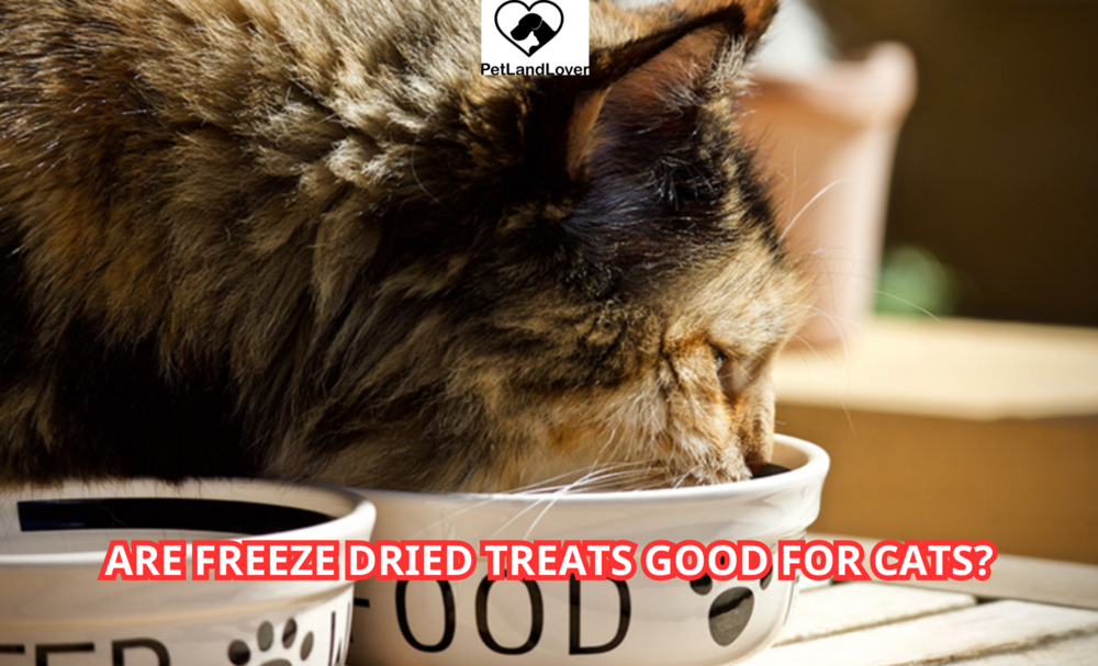 Are Freeze Dried Treats Good for Cats?