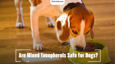 Are Mixed Tocopherols Safe for Dogs?