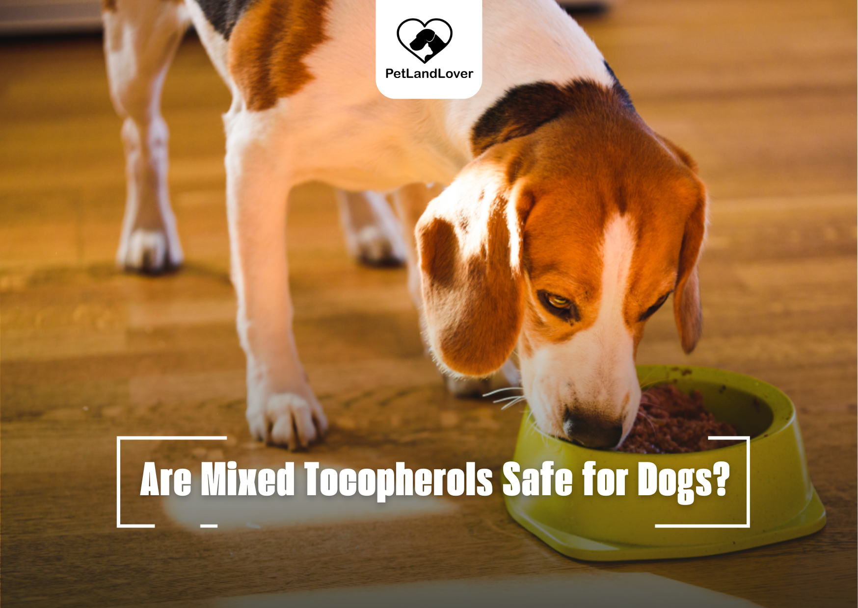 Are Mixed Tocopherols Safe for Dogs?