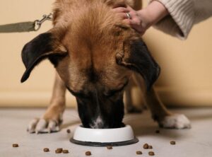 Are Mixed Tocopherols Safe for Dogs?