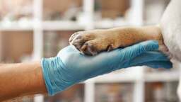 Preventive Measures for Healthy Paw Pads