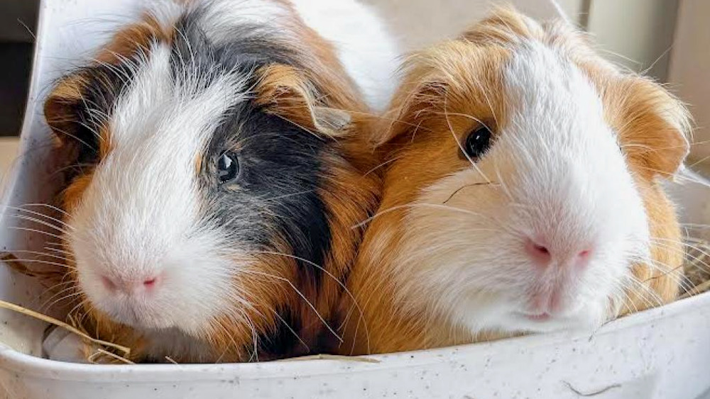 Communicating with Guinea Pigs through Vocalizations