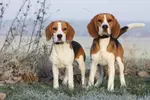 beagle dog