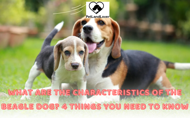 What are the characteristics of the Beagle dog? 4 things you need to know