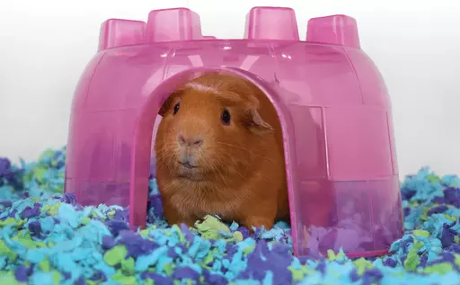 best bedding for guinea pigs for smell