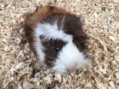 best bedding for guinea pigs for smell