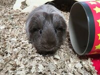 best bedding for guinea pigs for smell