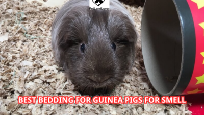 Best bedding for guinea pigs for smell