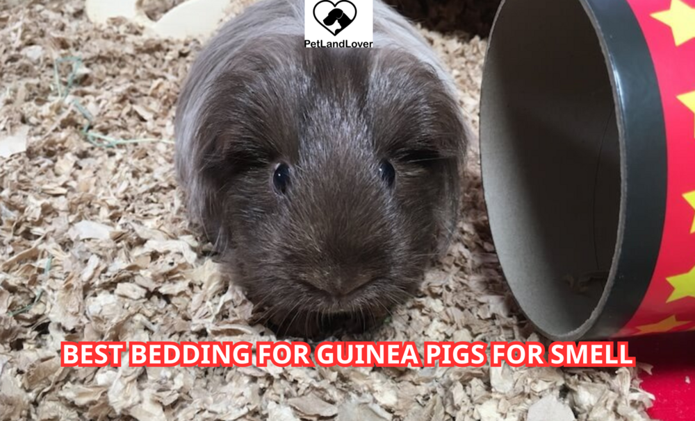 Best bedding for guinea pigs for smell