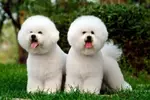 bichon frise dog