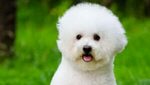 bichon frise dog