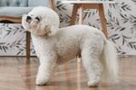 bichon frise dog