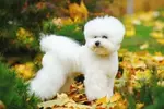 bichon frise dog