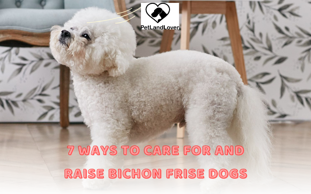 7 Ways to care for and raise Bichon Frise dogs