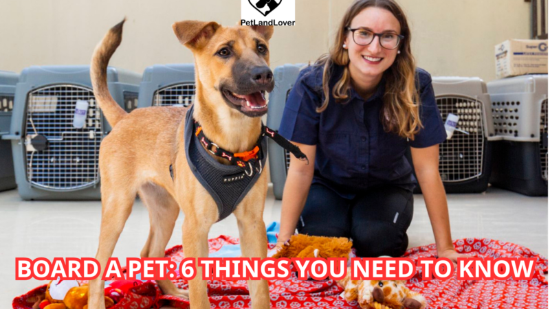 BOARD A PET: 6 THINGS YOU NEED TO KNOW