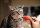 can cats eat fruit