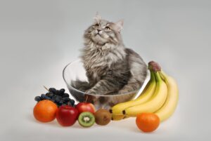 Can Cats Eat Fruit?