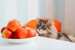 Can Cats Eat Fruit?