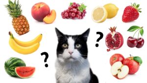 can cats eat fruit