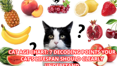 Can cats eat fruit? You can understand through the following 4 points