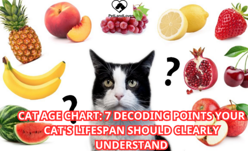 Can cats eat fruit? You can understand through the following 4 points