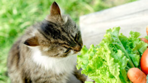 can cats eat lettuce