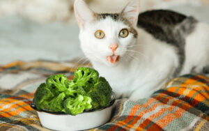 can cats eat lettuce