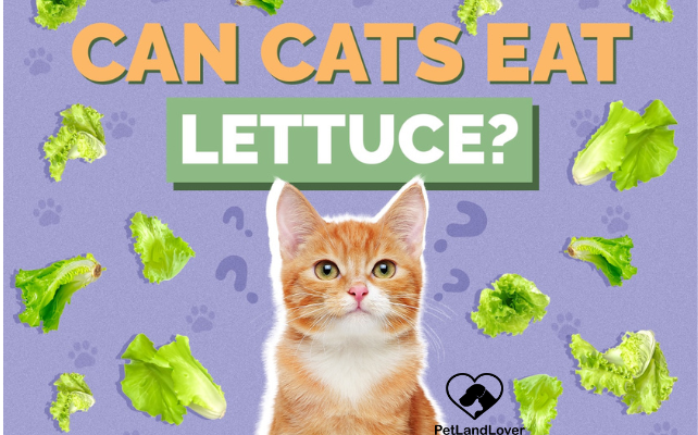 Can Cats Eat Lettuce? Exploring the Dietary Needs of Feline Companions